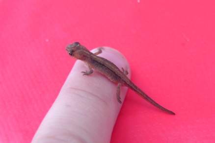 Ob auch dieser kleine Salamander bald in einer Wohngemeinschaft mit Algenzellen lebt? (Quelle: © Sabine Geißler / pixelio.de)