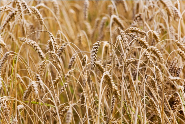 Durch gentechnisch veränderte Resistenzen soll Weizen ohne den Einsatz von Fungiziden vor Mehltaupilzen geschützt werden (Quelle: © Sturm/ pixelio.de).