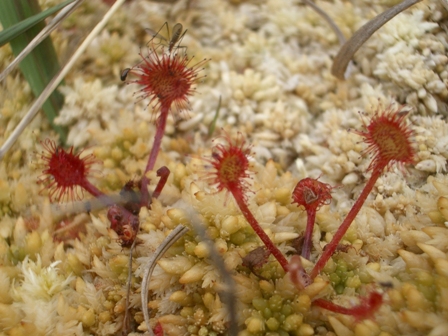 Pflanzen können außergewöhnliche Formen annehmen. Hier: der Rundblättrige Sonnentau (Drosera rotundifolia).