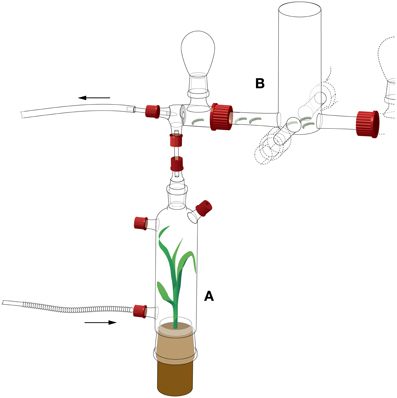 Die Abbildung zeigt das verwendete Olfaktometer. A) Geruchsquelle (Maispflanze); B) Bereich in dem sich die Raupen für einen Duft entscheiden konnten.