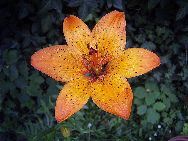 Blütenpflanzen sind die größte und wirtschaftlich bedeutendste Klasse der Pflanzen. Auch die Acker-Feuerlilie zählt dazu. (Quelle: © Denis Barthel/wikimedia.org; CC BY-SA 3.0)