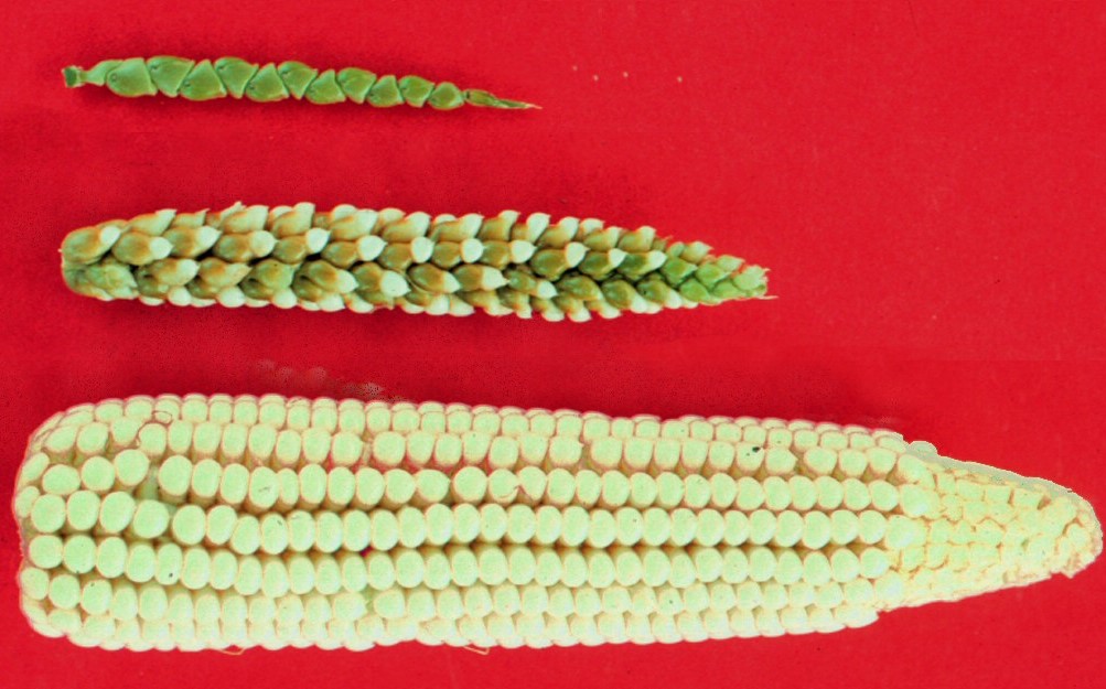 Kolben von Mais, Teosinte und einer Hybridpflanze (Mitte) im Vergleich.
