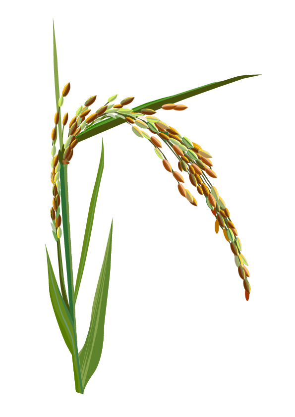 Pflanze: Reis