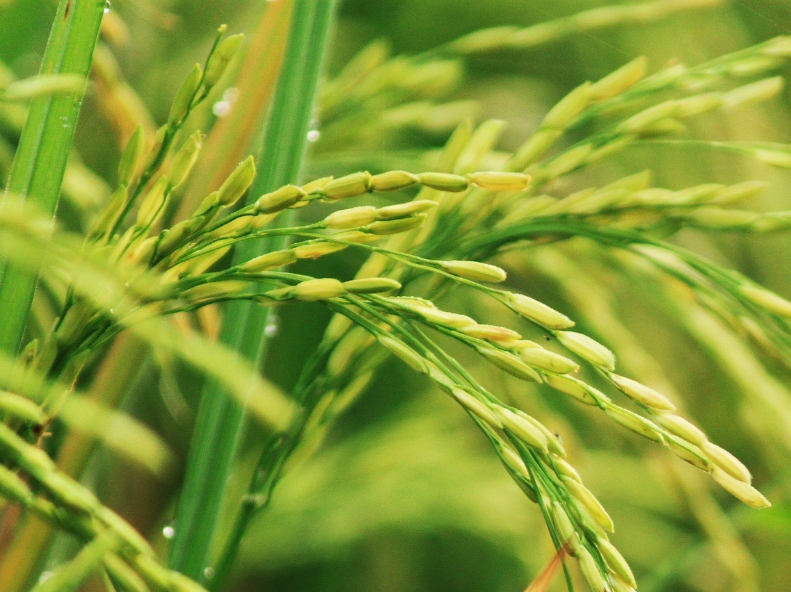 Es ist bereits gelungen, Reis genetisch so zu verändern, dass damit sehr effektiv Thiocyanat aus Bergbaurückständen entfernt werden konnte.
