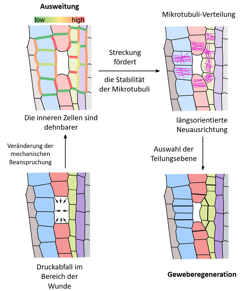 Schema des Wundverschlusses durch gerichtete Zellteilung infolge mechanischer Einflüsse und Mikrotubuli-Bündel.
