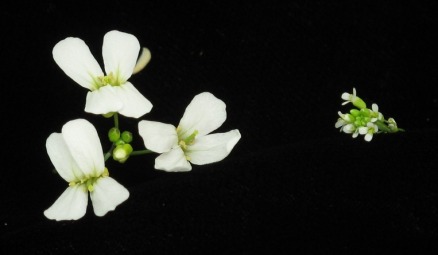 Das Genom der A. lyrata (links) ist um die Hälfte größer als das der A. thaliana (rechts).
