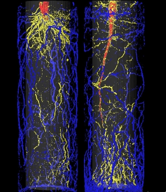 Diese Kernspinuntersuchungen zeigen, wie sich die Wurzeln von Pflanzen im Topf ausbreiten. Links die Wurzeln der Gerste, rechts Wurzeln der Zuckerrübe in einem zylindrischen Topf 44 Tage nach der Aussaat.