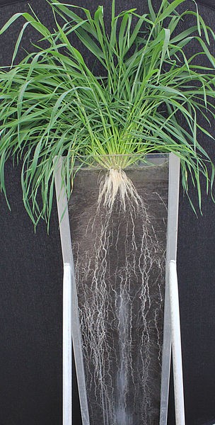 Das gut entwickelte Wurzelsystem einer Roggenpflanze hat eine Oberfläche von 237 Quadradmetern.
