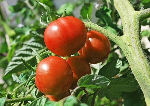 Die Forscher untersuchten die Zellen der Sprossspitze von Tomatenpflanzen und fanden heraus, dass die Zellwände der schnellwachsenden Zellen elastischer sind.