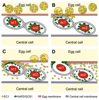 Vereinfachtes Modell der gegenseitigen Gameten-Aktivierung während der doppelten Befruchtung in Arabidopsis. Vor der Befruchtung reichern sich EC1-Proteine in Vesikeln der Eizelle an (A). Das in den Spermien exprimierte Fusionsgen HAP2/GCS1 wird im Endomembransystem gebunden, ist aber nicht an der Spermienoberfläche vorhanden bevor die Samenzellen den Ort der Gamete-Fusionen erreichen. Die Eizelle sondert gezielt EC1 ab, sobald die Spermien die Stelle der Gamete-Fusionen (B) erreichen. Die EC1-Proteine aktivieren das Endomembransystem der Spermien (B, C) und leiten die Umverteilung von HAP2/GCS1 zur Plasmamembran ein (C). Das EC1 aus der Eizelle stellt sicher, dass die Fusionsproteine das Spermium aktivieren.