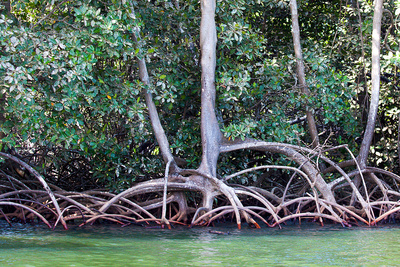 Vor allem Seegras- und Mangrovengebiete gehen uns verloren. Ihr Bestand verringerte sich in den letzten 30 Jahren um circa 25 Prozent