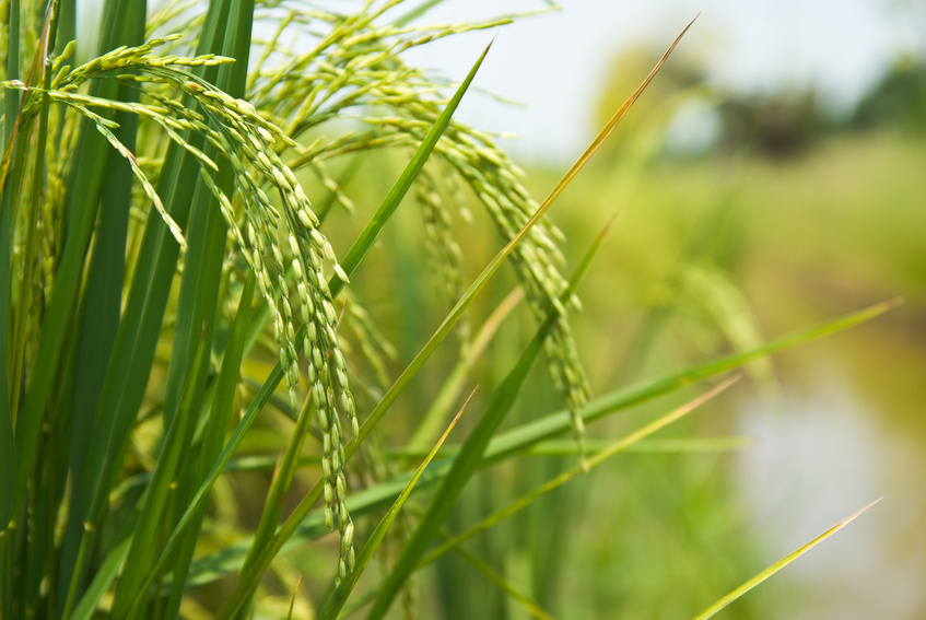 Striga Pflanzen schädigen beispielsweise wichtigen Kulturpflanzen wie Reis, Mais oder Hirse.