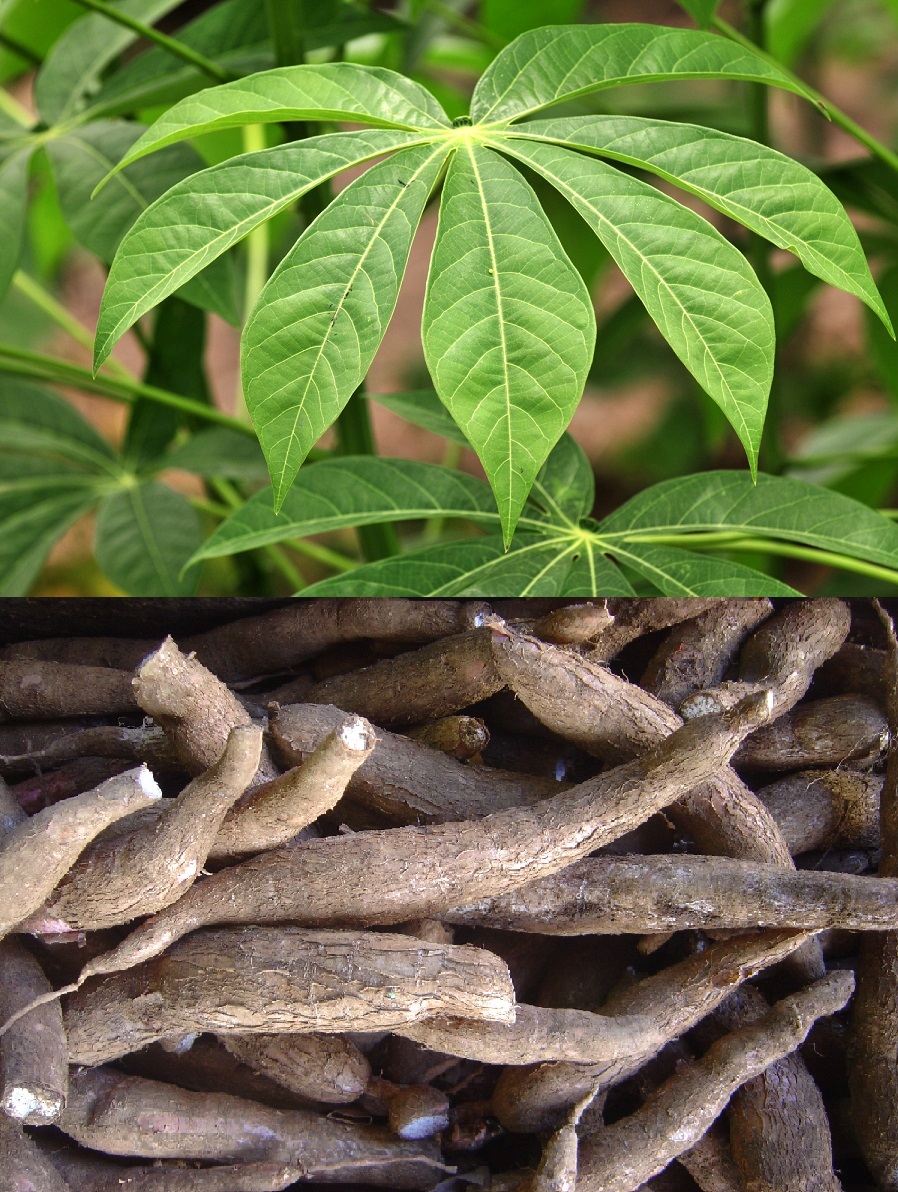 Sowohl die Blätter als auch die Wurzelknollen des Manioks werden verzehrt. Doch die Pflanze enthält nur geringe Mengen an Vitamin B6. Als Hauptnahrungsmittel kann Maniok daher zu einem Vitaminmangel führen.