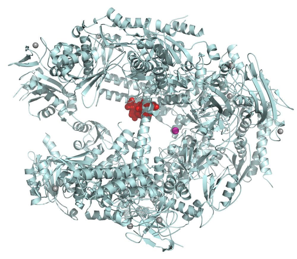 Visualisierung einer RNA-Polymerase II (hellblau) der Backhefe (Saccharomyces cerevisiae). Im Zentrum des Proteinkomplexes befindet sich α-Amanitin (rot), von wo aus es die Arbeit der Polymerase hemmt. 