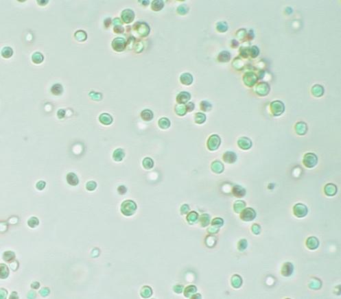 Nannochloropsis ist eine Algengattung mit derzeit sechs bekannten Arten. N. oceanica ist eine davon. Sie sind zwischen zwei und drei Mikrometer groß und relativ einfach aufgebaut.
