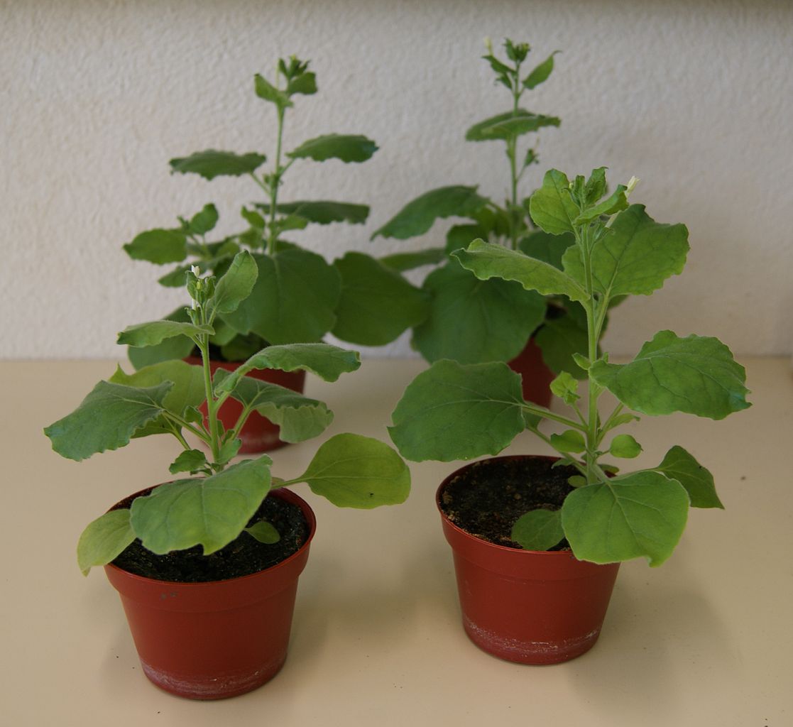 Nicotiana benthamiana gehört zu den Tabakpflanzen und eignet sich als Produktionssystem für die Impfstoffherstellung. (Bildquelle: © Chandres, gemeinfrei / Wikipedia, CC BY-SA 3.0)
