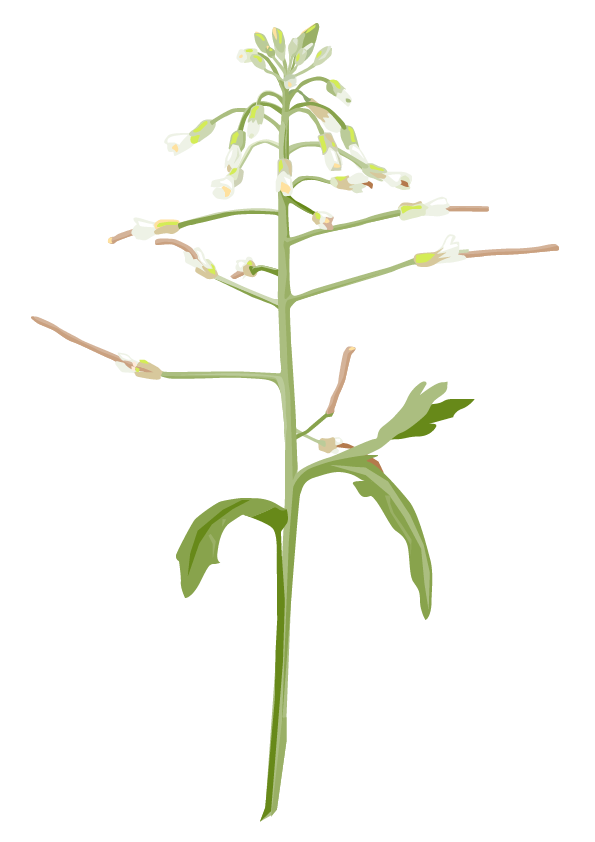 Ackerschmalwand – Arabidopsis thaliana