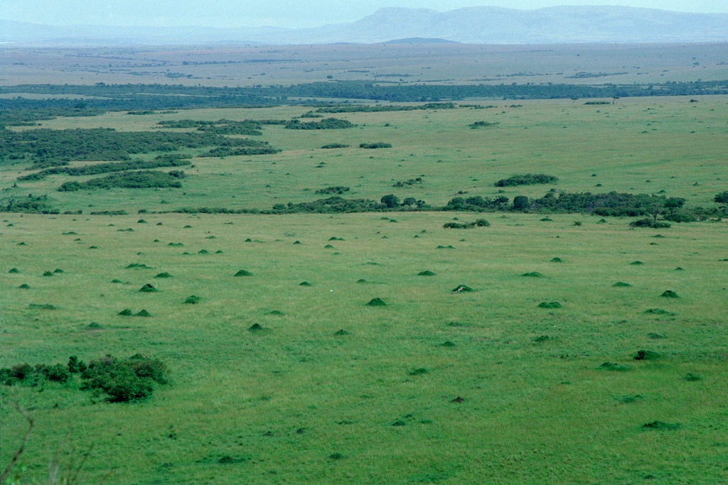 Die bewachsenen Termitenhügel der Odontotermes-Termiten sind in der Savanne Kenias deutlich sichtbar. (Bildquelle: © autan/ flickr/ CC BY-NC-ND 2.0)