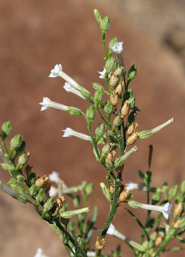 Der Kojotentabak Nicotiana attenuata wurde von einigen Indianerstämmen als Rauchtabak verwendet und aus diesem Grund an Siedlungsstätten kultiviert. Historisch überliefert ist aber auch die Anwendung als Pflanzenmedizin.