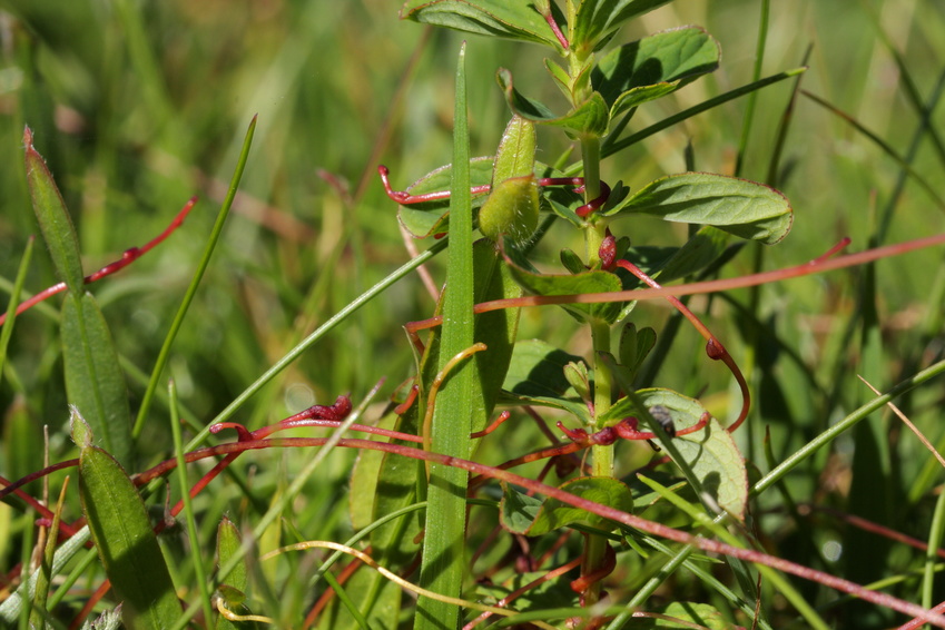  Der pflanzliche Parasit Teufelszwirn (rot) befällt eine Wirtspflanze. (Bildquelle: © arenysam/Fotolia.com)