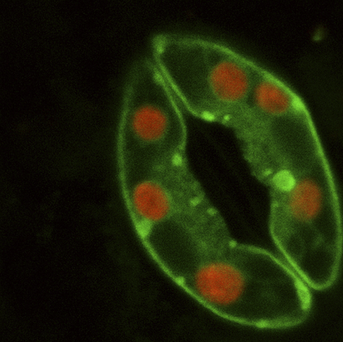 Spaltöffnungen (Stomata) bestehen aus zwei Schließzellen. Die Chloroplasten dieser Arabidopsis-Spaltöffnung sind rot dargestellt. (Quelle: © Alex Costa /PLOS Biol 4(10):e358, doi: 10.1371/ journal.pbio.0040358/ CC BY 2.5)