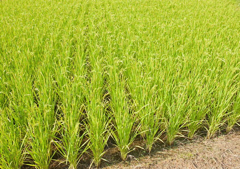 Tropischer Reis mag es warm am Tag und kühl in der Nacht.