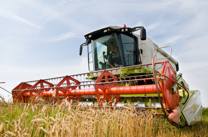 Die Anbaufläche für Weizen hat sich stetig erhöht. 2011 wurde in Deutschland auf 3,261 Mio. Hektar Ackerland Weizen angebaut.