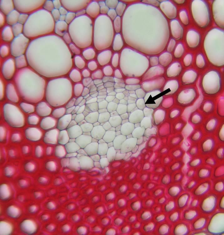 Das Phloem, in der Mitte des Bildes zu sehen, ist der Teil des Leitbündels bei Gefäßpflanzen, durch den die Nährstoffe fließen, die im Zuge der Photosynthese gebildet worden sind.