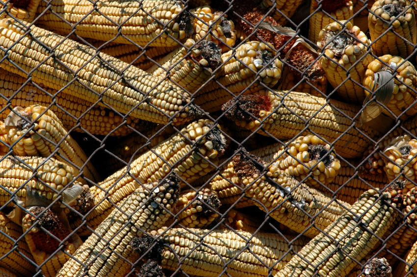 Aflatoxine tauchen entlang der gesamten Lebensmittelkette auf. Schuld sind Schimmelpilze, die kaum zu vermeiden sind. (Bildquelle: © iStock.com/ MilosCirkovic)