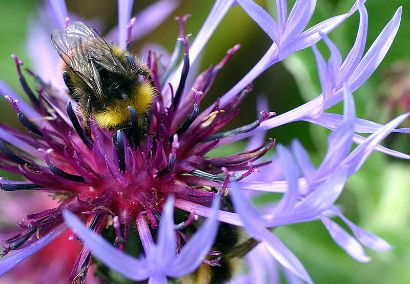 Hummeln und andere soziale Bienenarten nehmen den Duftalarm ihrer Artgenossen wahr und senden selbst bei Gefahr Alarm-Duftstoffe aus.