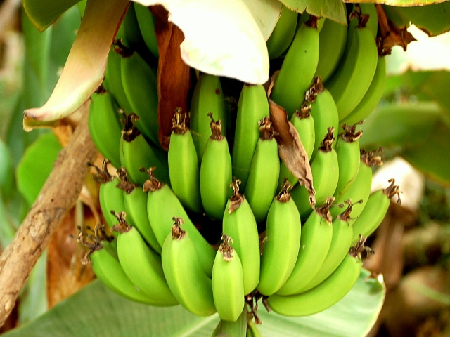 Die Banane ist weltweit bedroht durch Schädlinge (Quelle: © Enzik / wikimedia.org; CC BY-SA 3.0)