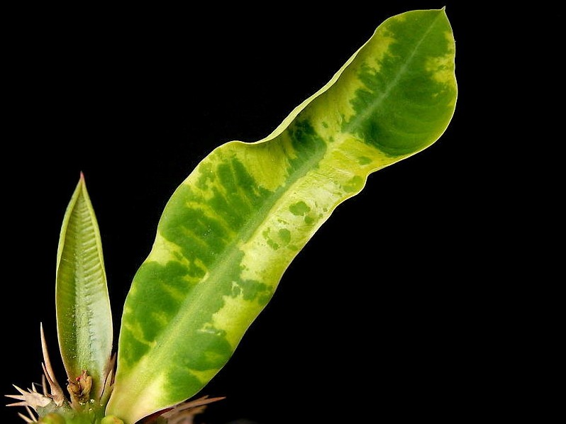 Das Tabakmosaikvirus befällt nicht nur Tabakpflanzen; hier: Euphorbia viguieri (Quelle: © Frank Vincentz / wikimedia.org;CC BY-SA 3.0)