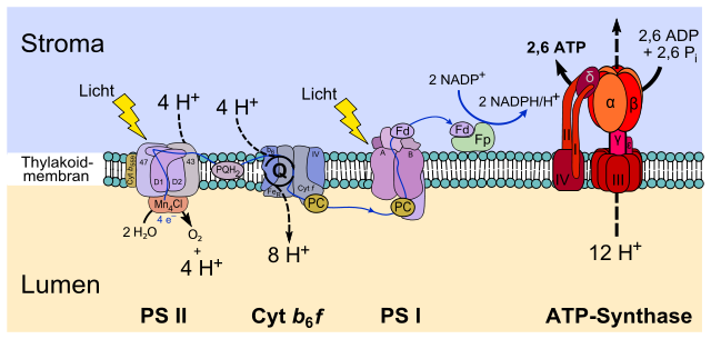 Die Vorgänge an der Chloroplastenmembran der Pflanzen. Licht wird durch das Photosystem II gesammelt, an dem auch die Wasserspaltung stattfindet. Die freiwerdenden Wasserstoffprotonen werden auf das Photosystem II übertragen, an dem das NADPH entsteht.