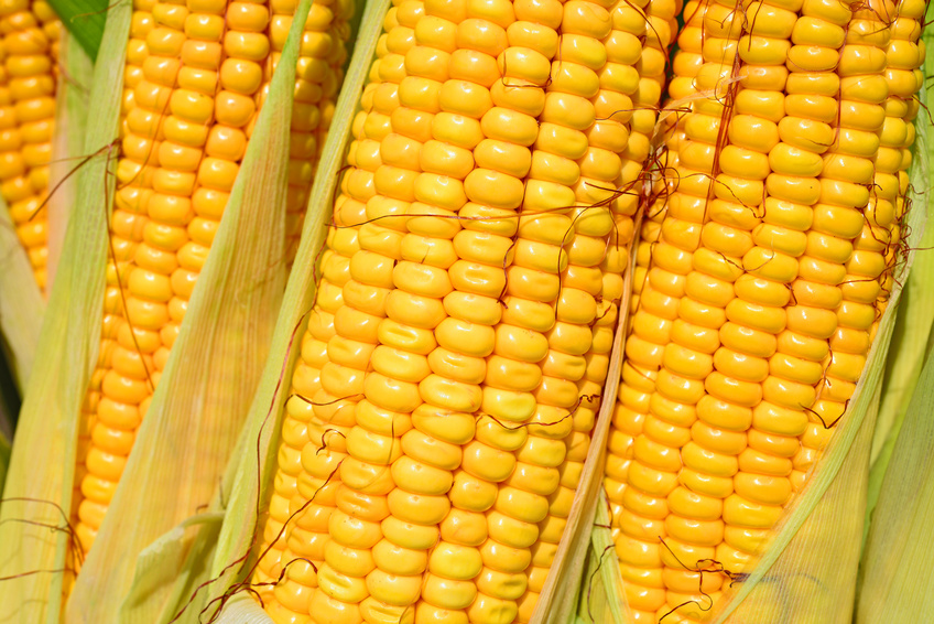 Viele Biopatente werden auf Mais-Gensequenzen oder transgene Maissorten vergeben, meist an große Konzerne und deren Tochterfirmen.(Bildquelle: © smereka - Fotolia.com)