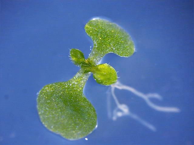 Wie Messenger-RNA-Moleküle mobil werden, hat das Team an der Versuchspflanze Arabidopsis thaliana untersucht. (Bildquelle: © MPI-MP, Kragler)