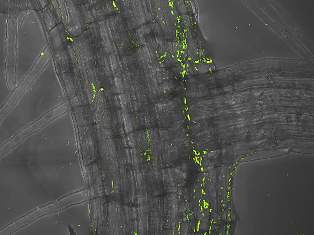 Rhodanobacter-Bakterium, hier grün markiert, besiedelt die Wurzel einer Ackerschmalwand.
