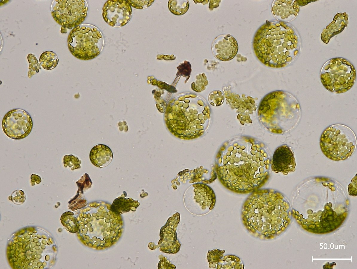 Protoplasten aus den Blättern von Arabidopsis thaliana.