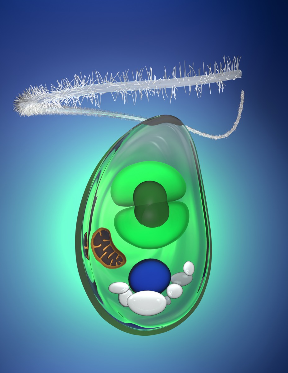 Schema des urprünglichen Einzellers Cyanophora paradoxa. Durch Aufnahme von Cyanobakterien entstanden in den ersten Algen Mitochondrien, der Zellkern und Plastiden. (Quelle: ©Science/ AAAS) 