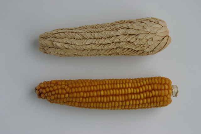 Spelzmais (oben) bildet um jedes Korn auf dem Kolben Spelzen.  