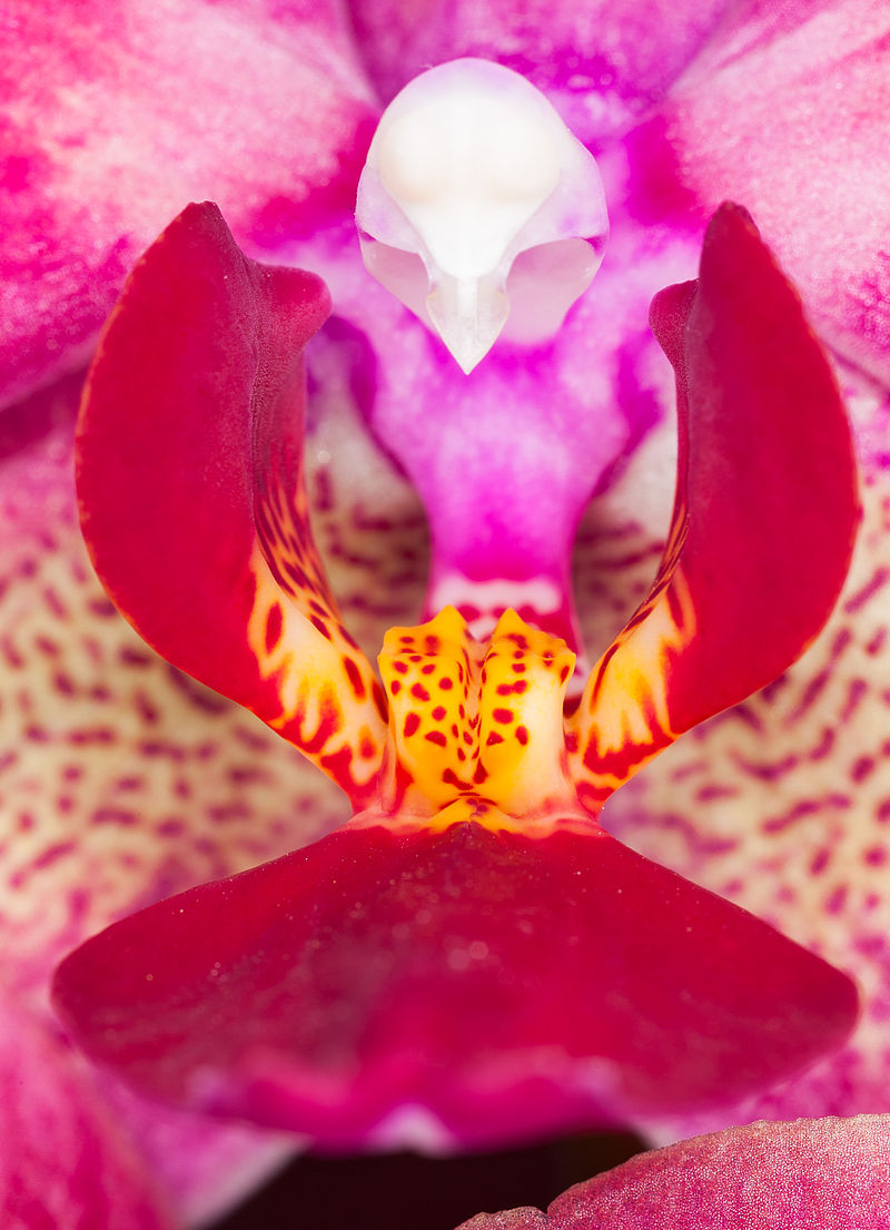Orchideen sind für ihre Vielfalt an Blütenformen bekannt. MADS-box Gene sind für die Blütenbildung verantwortlich.