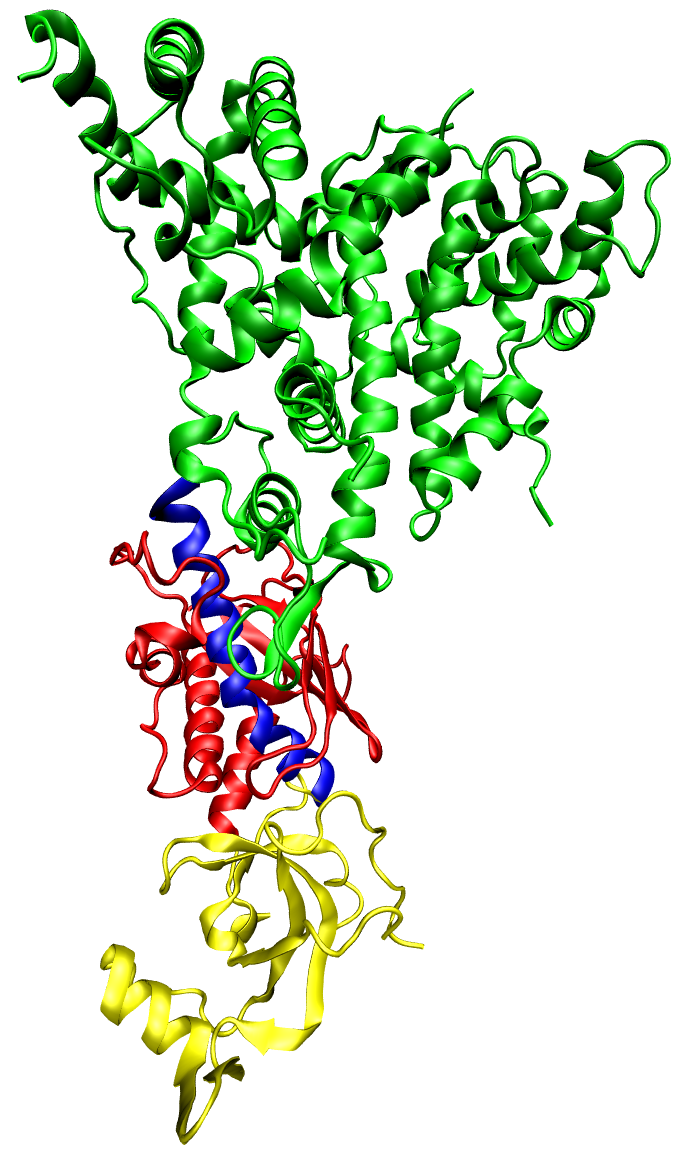 Strukturmodell vom Dicer-Enzym
