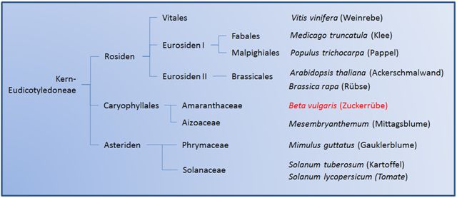 Einordnung der Zuckerrübe in Relation zu ausgewählten Eudikotyledonen in einen vereinfachten Stammbaum (verändert nach Dohm et al., 2009; Quelle: GenomXpress 2/2011, S. 5).