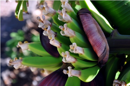 Die kultivierten Bananenarten sind unfruchtbar, sie vermehren sich vegetativ. Die Fruchtentwicklung erfolgt dabei ohne vorherige Befruchtung und Samenbildung (Parthenokarpie).