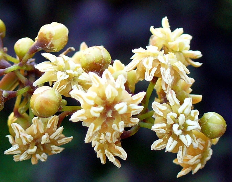 Pflanzen bedienen sich vielfältiger Fortpflanzungsstrategien. Amborella trichopoda, eine der ältesten Blütenpflanzen der Welt, setzt sowohl auf Insekten- als auch Windbestäubung.
