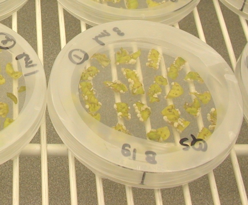 Die Klonierung gehört zu den Standardmethoden in den Laboren von Pflanzenforscherinnen und Pflanzenforschern. Bei ihr werden DNA-Abschnitte aus einer Pflanze gezielt vermehrt, z. B. mit Hilfe des Agrobacterium tumefaciens. 