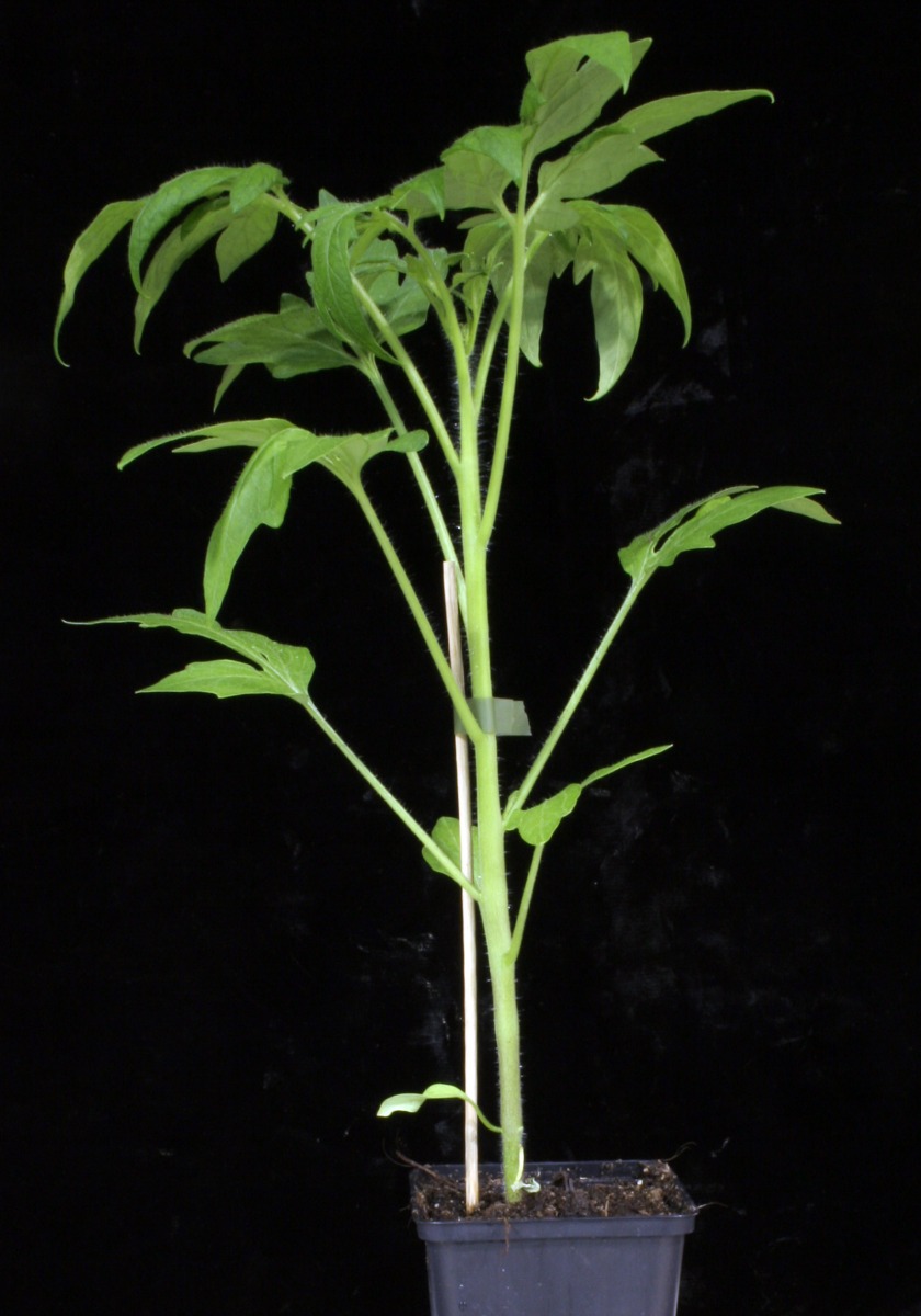 In Trifoliates-Mutanten ist die Blattfiederung stark reduziert. (Quelle: © Ali Ahmad Naz/ MPI Köln)