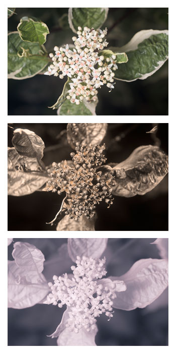Am Beispiel des Tartarischen Hartriegels (Cornus alba) wird das Prinzip hyperspektraler Aufnahmen deutlich, welches Agrardrohnen nutzen. Oben ein Bild im herkömmlichen RGB-Farbraum, in der Mitte eine UV-Licht-Aufnahme und darunter ein Infrarotbild.Die Reflexionseigenschaften lassen Rückschlüsse auf den Zustand der Pflanze zu.