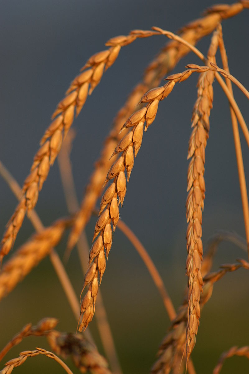 Auch Dinkel zählt zu den sogenannten Urgetreiden. Seit einigen Jahrzehnten erfreut sich der enge Weizenverwandte wachsender Beliebtheit in der Bevölkerung.