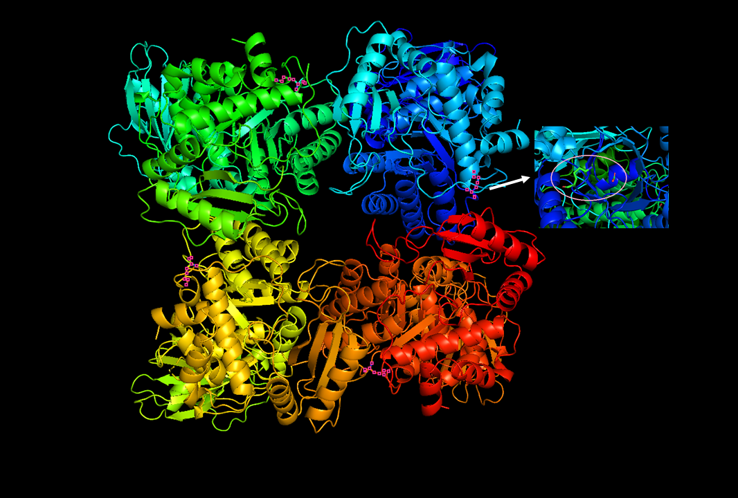 Modell des RuBisCo-Proteins. Es ist das zentrale Protein der Photosynthese. Nur dieses Enzym ist in der Lage, Kohlendioxid (CO2) in die Nahrungskette einzuschleusen.
