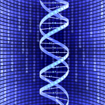 So kann das Ergebnis einer DNA-Sequenzierung aussehen. Je nach Stärke eines Floureszenzsignals liest das Sequenziergerät die Base Adenin, Cytosin, Thymin oder Guanin.